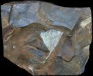 Fossil Ginkgo Leaf From North Dakota #39009-1